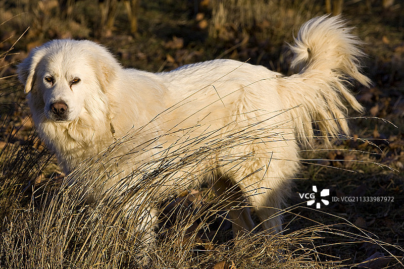 冬季法国普罗旺斯草地上的比利牛斯山地犬图片素材