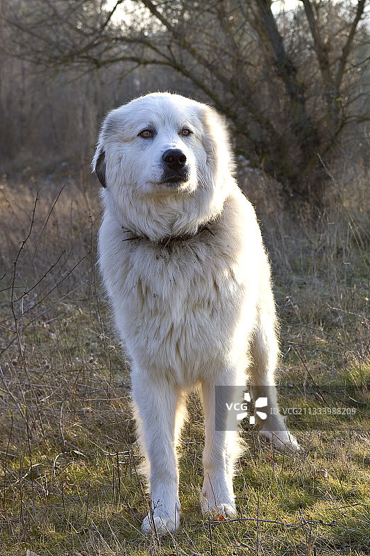 站在法国普罗旺斯冬季中的比利牛斯山犬图片素材
