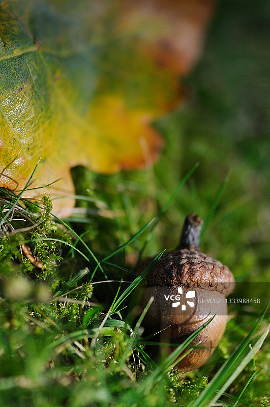 法国秋季的泡沫和落叶图片素材