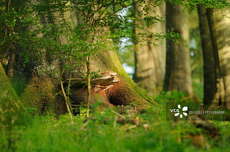 法国山毛榉树干上的牛排菌图片素材