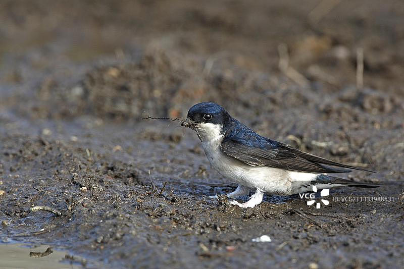 家燕衔泥筑巢，波兰图片素材