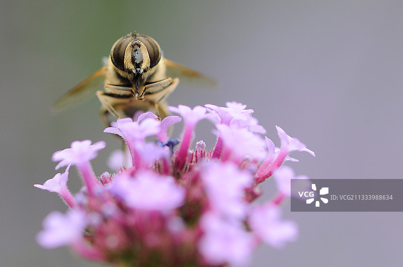 诺曼底法国的缬草上的食蚜蝇图片素材