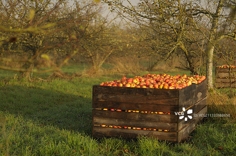 法国诺曼底果园里的苹果酒苹果图片素材