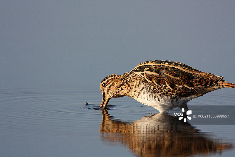 在奥迪耶纳湾觅食的普通扇尾沙锥图片素材