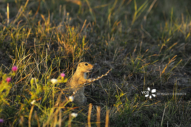 塞尔维亚草地上的欧洲地松鼠图片素材
