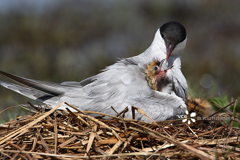 在法国觅食的须浮鸥幼鸟图片素材