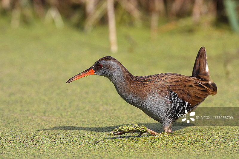 法国奥迪耶纳湾觅食的水鸡图片素材