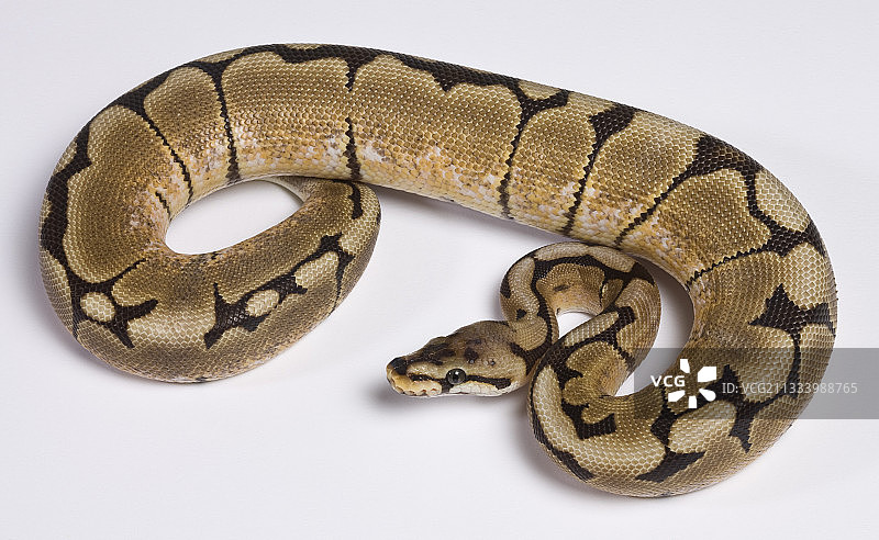 白色背景上的皇家球蟒图片素材