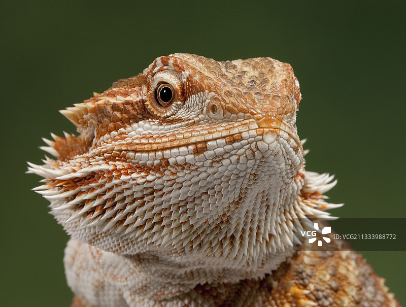 绿色背景下的胡须蜥蜴的 портрет图片素材