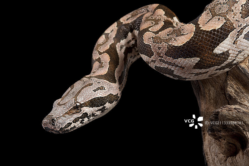 马达加斯加杜梅里尔蟒肖像（黑色背景）图片素材
