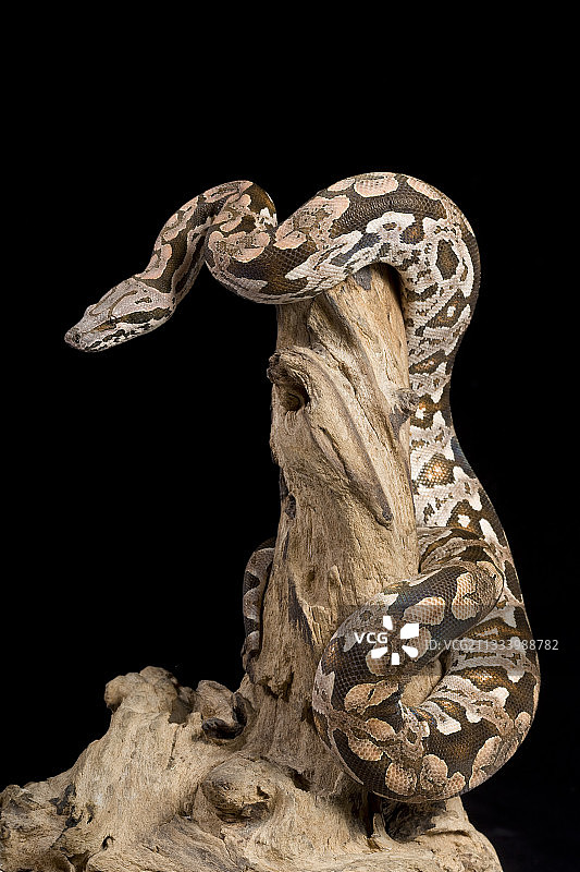 马达加斯加杜梅里尔蟒蛇图片素材