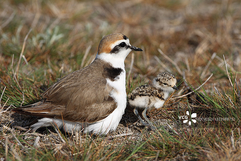与幼鸟在多瑙河边的雄性剑鸻图片素材