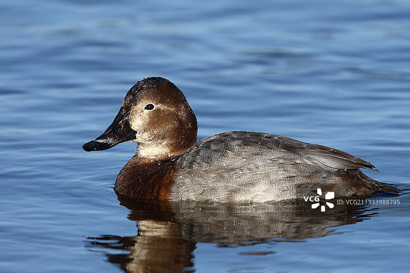在法国奥迪耶纳湾游泳的雌性红头潜鸭图片素材