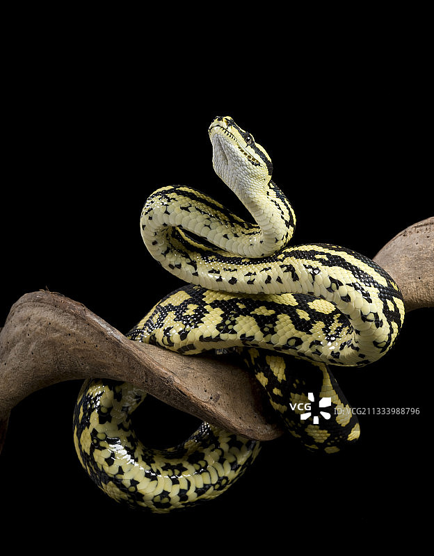 黑色背景树枝上的 Carpet Python cheynei（地毯蟒）图片素材