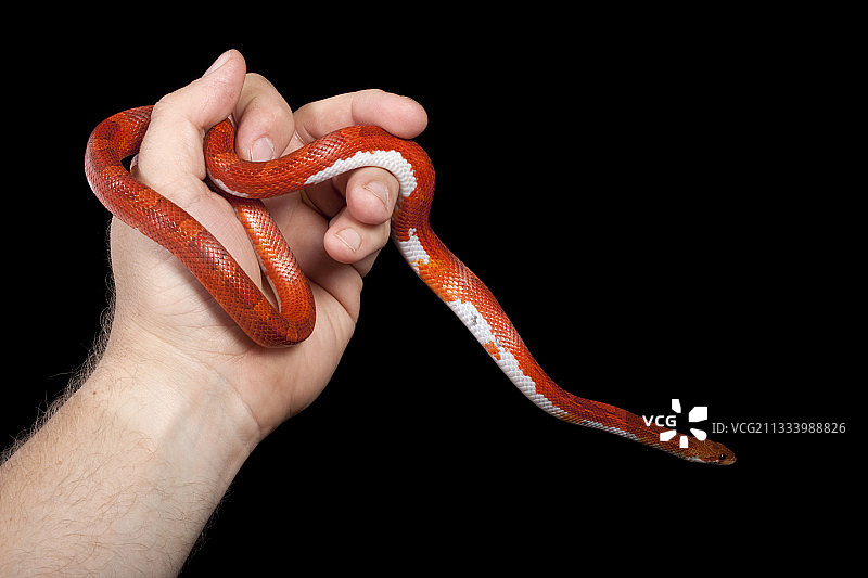 手上的玉米蛇图片素材
