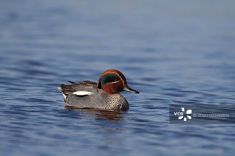 法国奥迪耶纳湾水面上的雄性普通绿翅鸭图片素材