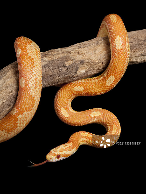 树枝上的奶油斑驳玉米蛇图片素材