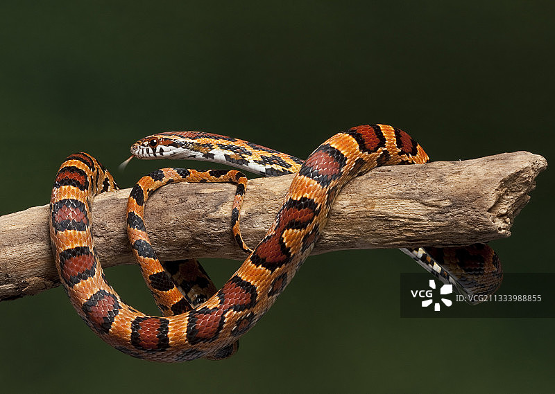 树枝上的奥基提玉米蛇图片素材