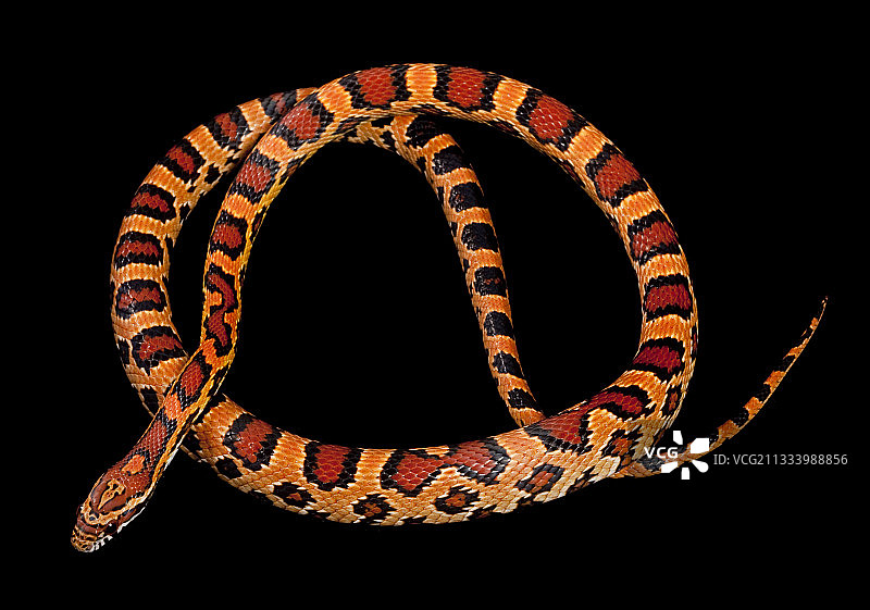 黑色背景上的玉米蛇图片素材