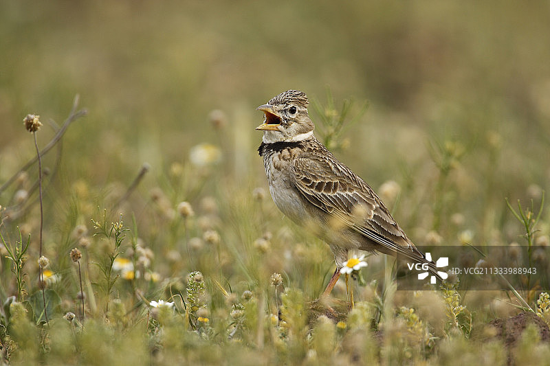 西班牙地面上歌唱的百灵鸟图片素材