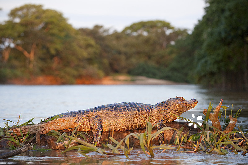 巴西潘塔纳尔黄昏时分的凯门鳄图片素材