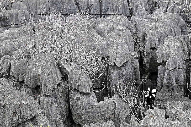 马达加斯加的青灰色石灰岩地貌图片素材