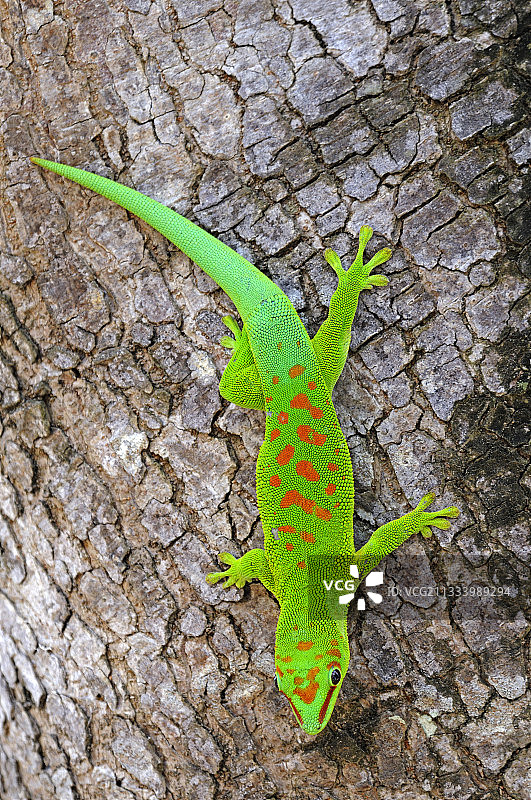 马达加斯加壁虎图片素材