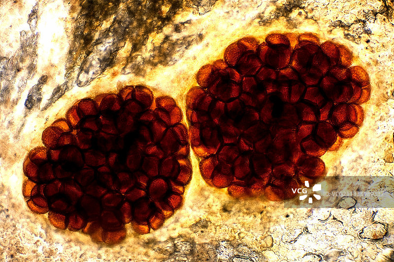 钱藓孢子囊显微视图图片素材