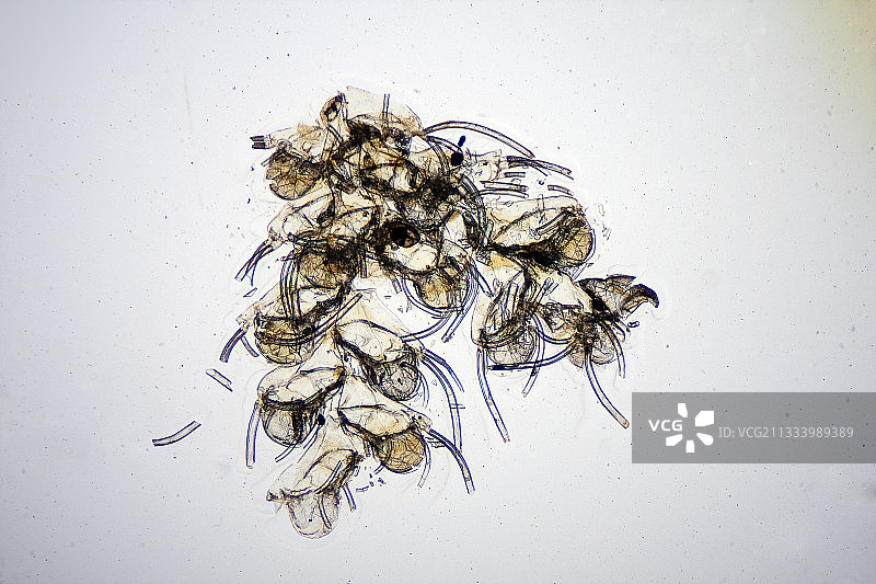 苔藓虫Notomia的显微图图片素材