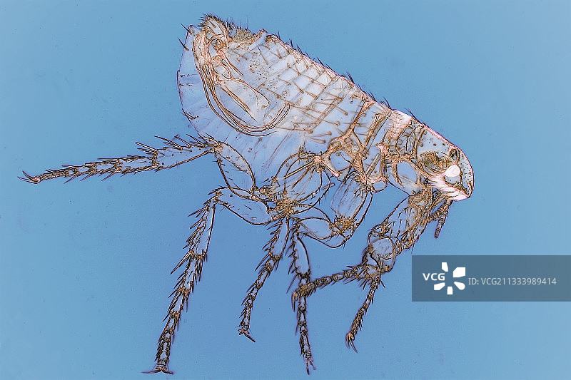 蓝色背景上的雄性犬跳蚤的微观视图图片素材