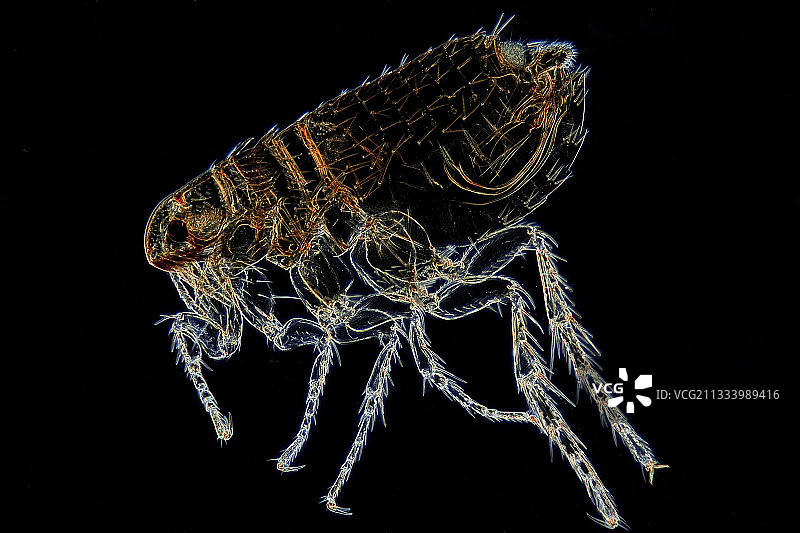 黑色背景上雄性猫跳蚤的显微视图图片素材