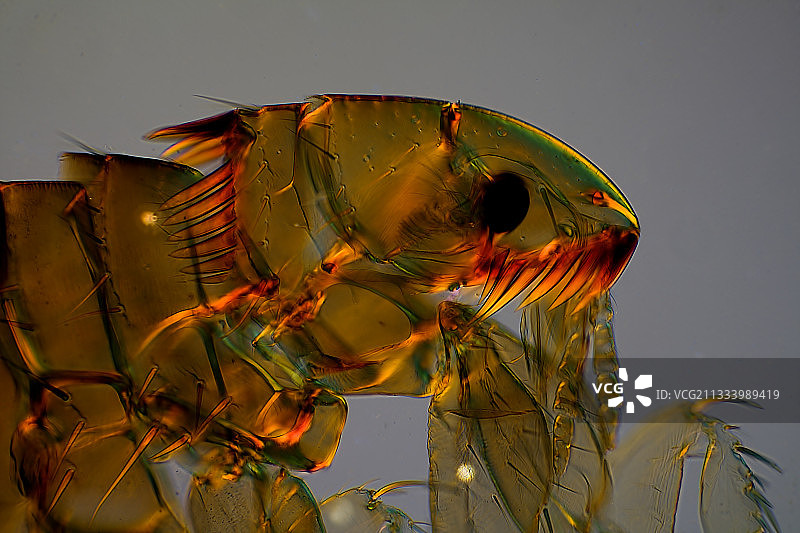 雌性猫跳蚤头部的微观视图图片素材