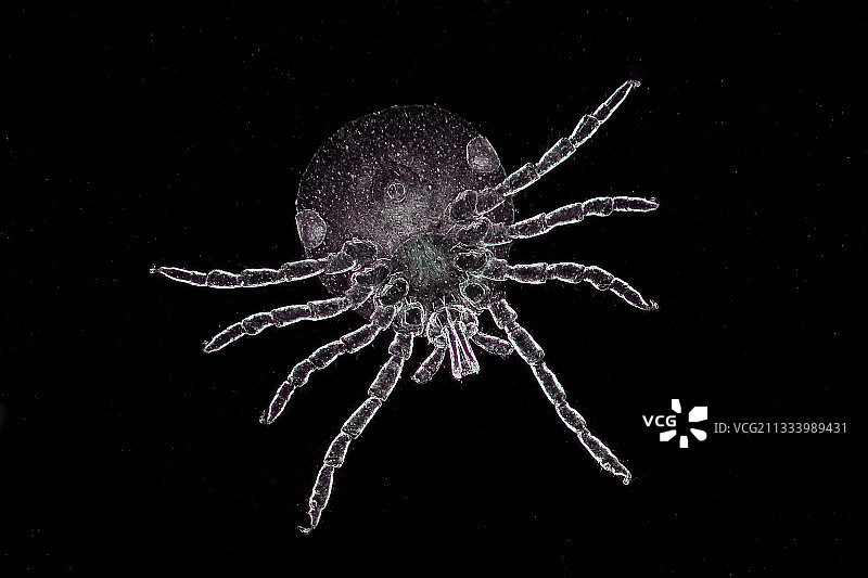 花蜱若虫雌性个体显微图像图片素材