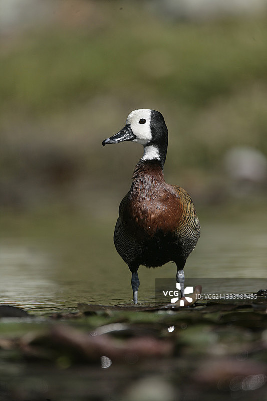 睡莲上的白脸啸鸭图片素材