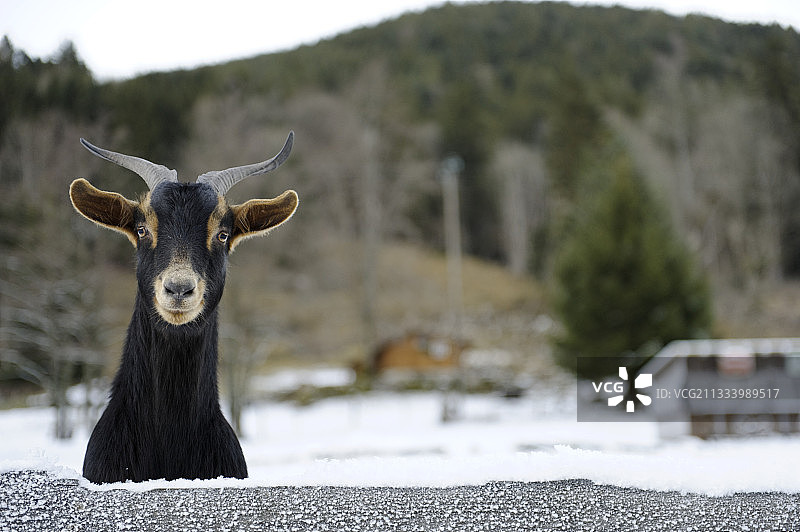 法国孚日山区雪谷中的山羊图片素材