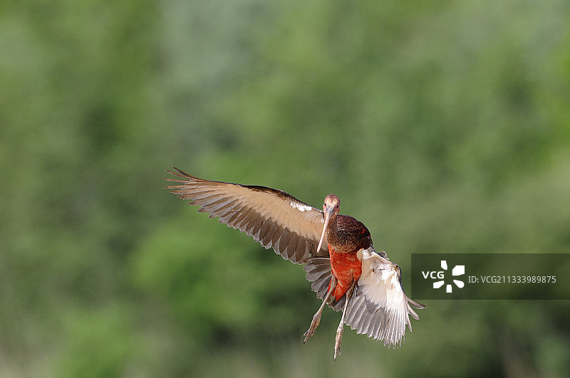 飞行中的鲜红朱鹭图片素材