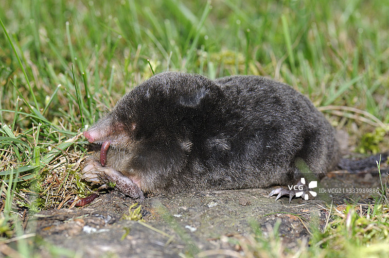 欧洲鼹鼠在草地上吃蚯蚓图片素材