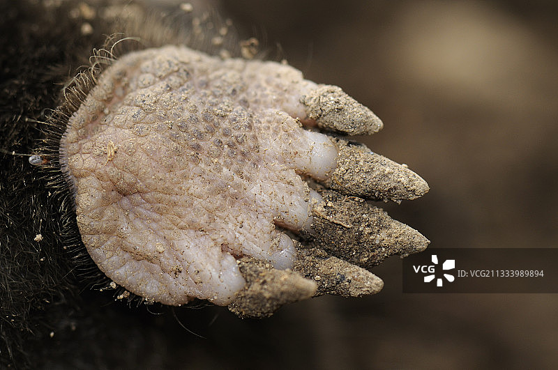 欧洲鼹鼠前腿特写图片素材