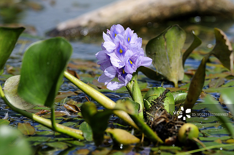 盛开的凤眼蓝图片素材