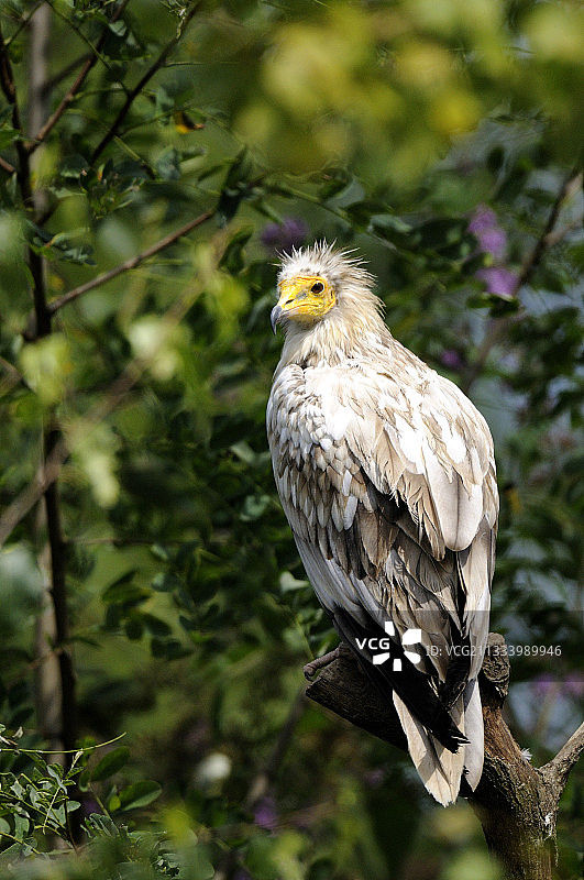 栖息在树枝上的埃及秃鹫图片素材