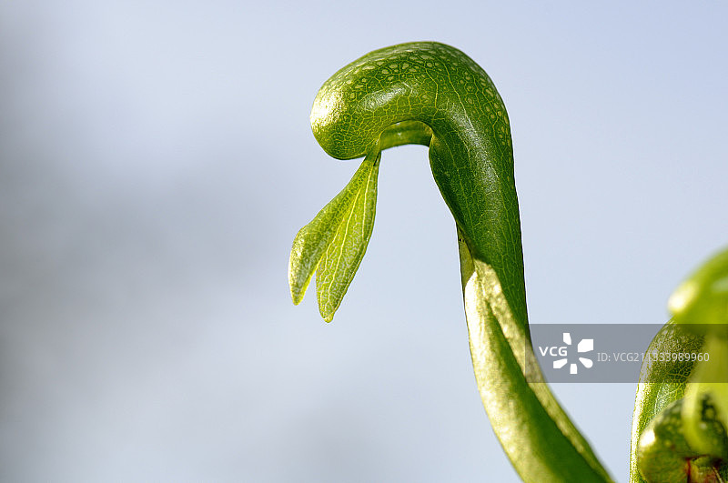 眼镜蛇瓶子草图片素材