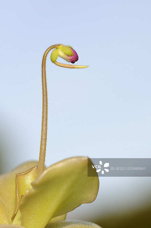 普通捕虫堇花图片素材
