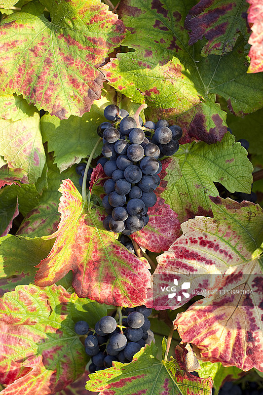 法国成熟的黑皮诺葡萄串图片素材