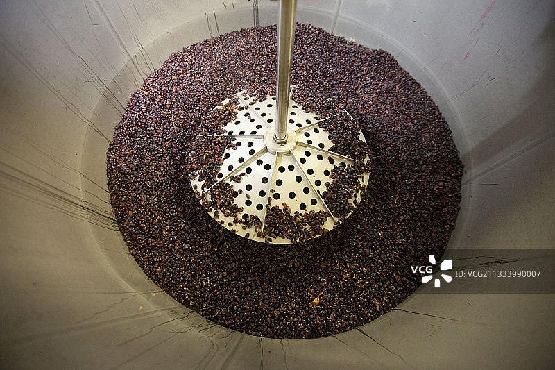 在釀酒過程中，機器人踩入浸泡桶中。這包括將葡萄渣推入葡萄汁中，以順利提取葡萄的成分图片素材