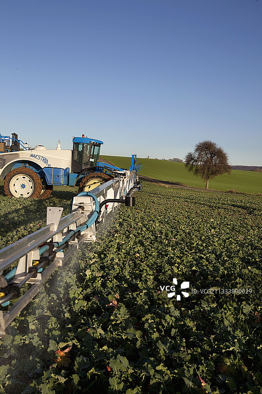 在法国的油菜田里喷洒除草剂图片素材