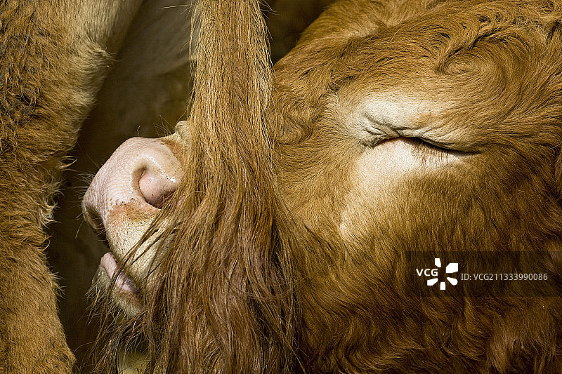 法国，依偎在另一头牛尾巴上的小牛图片素材