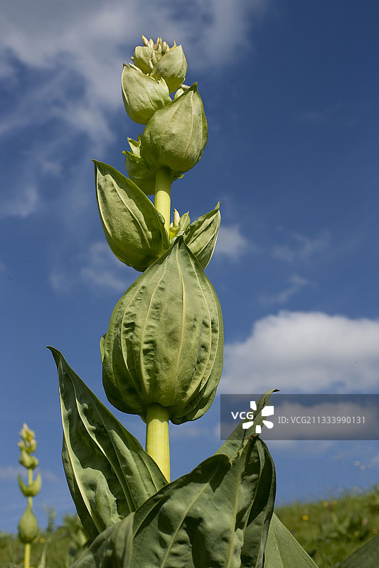 法国草甸上的龙胆花图片素材