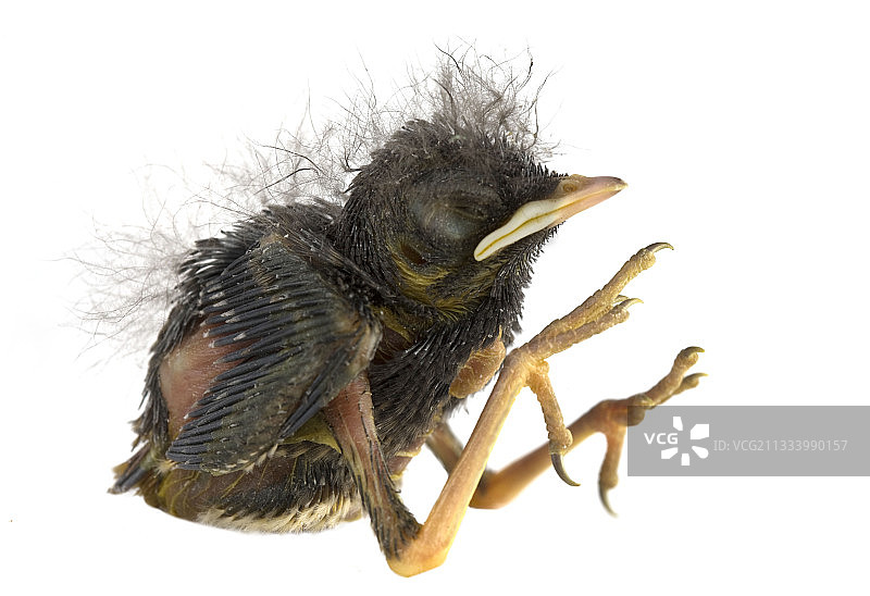 新生小鸡侧面照图片素材