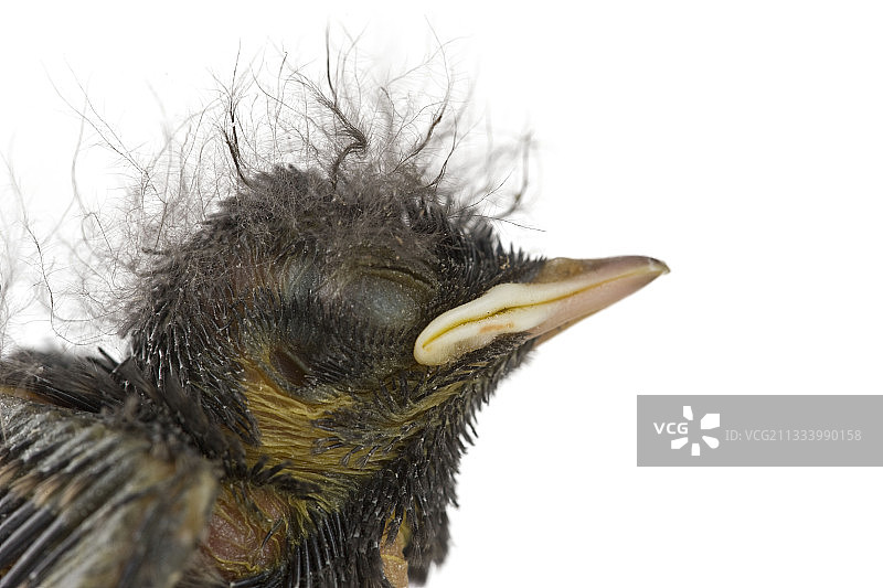 新生小鸡的肖像图片素材