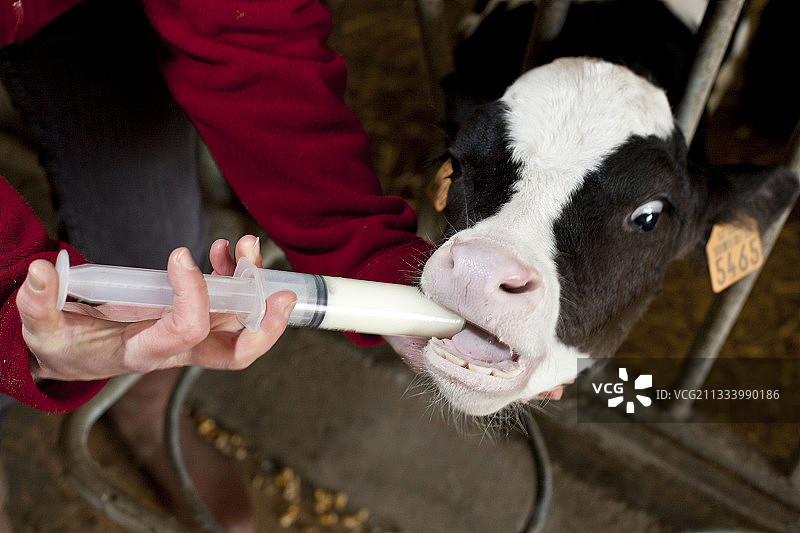 患有新生仔腹泻的小牛图片素材